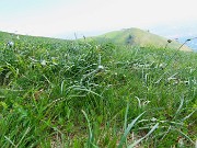 48 ...non si vede il bianco dei narcisi, sono stati distrutti e spianati  a terra con l'erba dalla grandine
